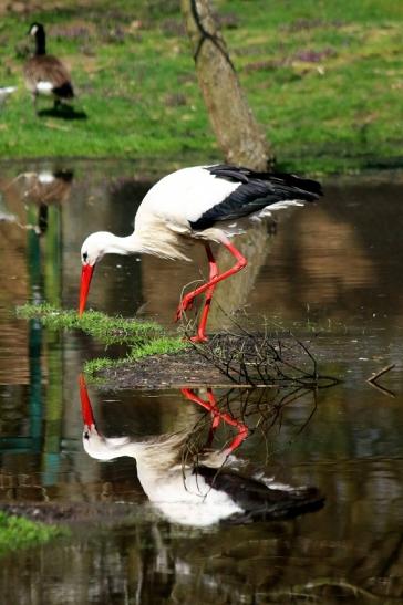 Weißstorch Wildpark Alte Fasanerie Klein Auheim 2016