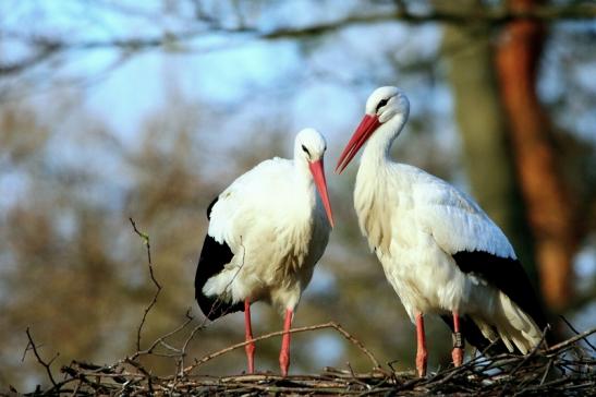 Weißstorch Wildpark Alte Fasanerie Klein Auheim 2016