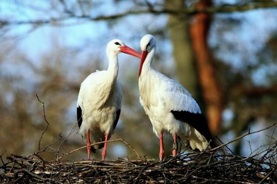 Weißstorch Wildpark Alte Fasanerie Klein Auheim 2016