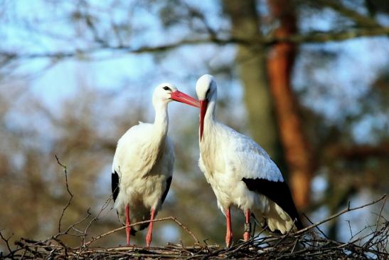 Weißstorch Wildpark Alte Fasanerie Klein Auheim 2016