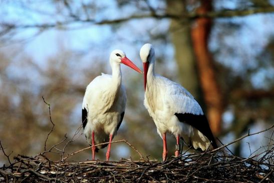 Weissstorch Wildpark Alte Fasanerie Klein Auheim 2016