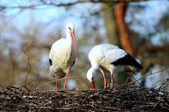 Weißstorch Wildpark Alte Fasanerie Klein Auheim 2016