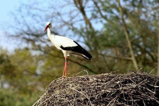 Weißstorch Wildpark Alte Fasanerie Klein Auheim 2017