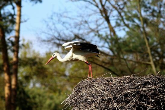 Weißstorch Wildpark Alte Fasanerie Klein Auheim 2017