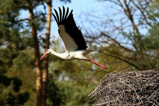 Weißstorch Wildpark Alte Fasanerie Klein Auheim 2017