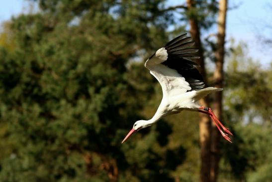 Weißstorch Wildpark Alte Fasanerie Klein Auheim 2017