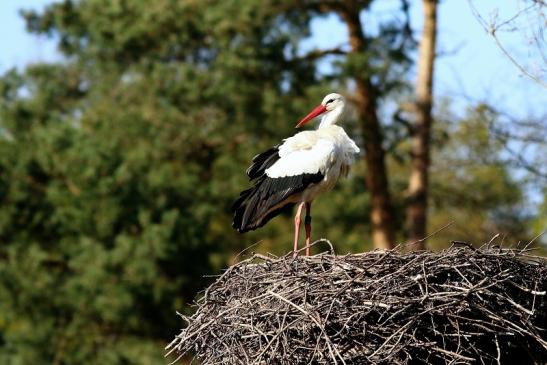 Weißstorch Wildpark Alte Fasanerie Klein Auheim 2017