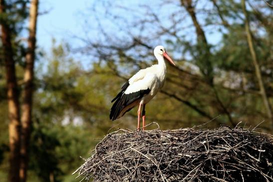 Weißstorch Wildpark Alte Fasanerie Klein Auheim 2017