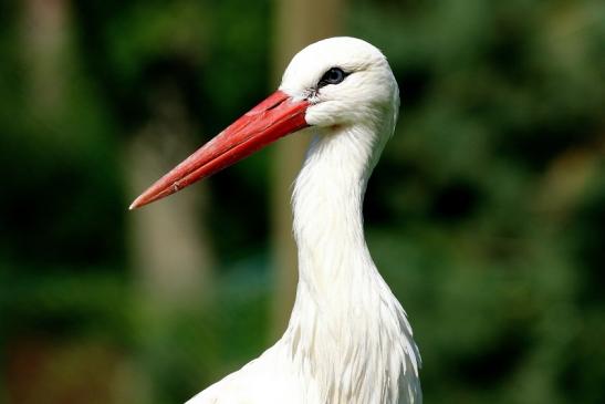 Weißstorch Wildpark Alte Fasanerie Klein Auheim 2017