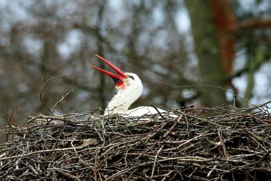 Weißstorch Wildpark Alte Fasanerie Klein Auheim 2017