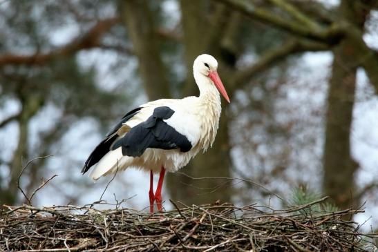 Weißstorch Wildpark Alte Fasanerie Klein Auheim 2017