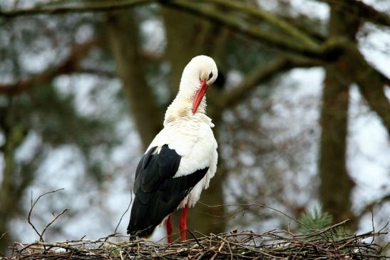 Weißstorch Wildpark Alte Fasanerie Klein Auheim 2017