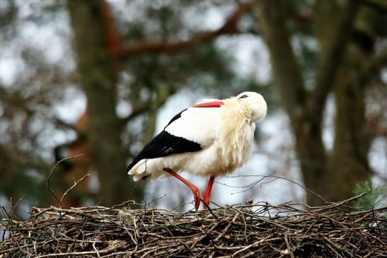 Weißstorch Wildpark Alte Fasanerie Klein Auheim 2017