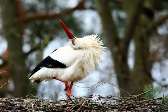 Weißstorch Wildpark Alte Fasanerie Klein Auheim 2017