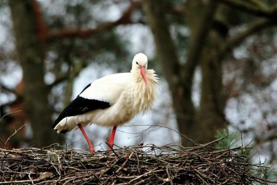 Weißstorch Wildpark Alte Fasanerie Klein Auheim 2017