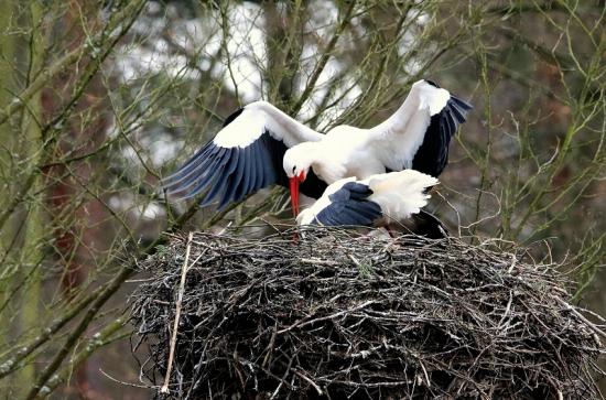 Weißstorch Wildpark Alte Fasanerie Klein Auheim 2017