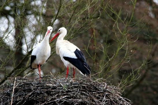 Weißstorch Wildpark Alte Fasanerie Klein Auheim 2017