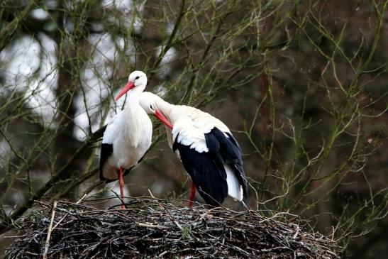 Weißstorch Wildpark Alte Fasanerie Klein Auheim 2017