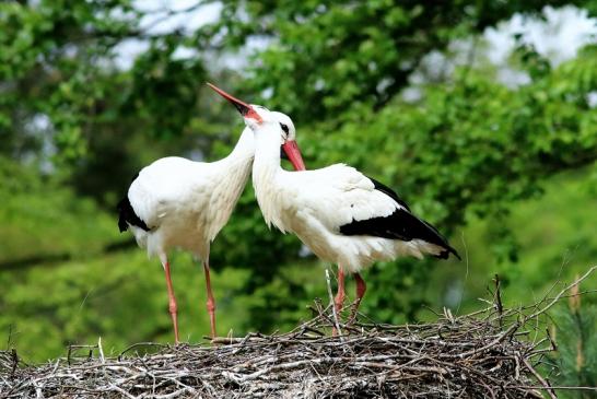 Weißstorch Paar Wildpark Alte Fasanerie Klein Auheim 2018