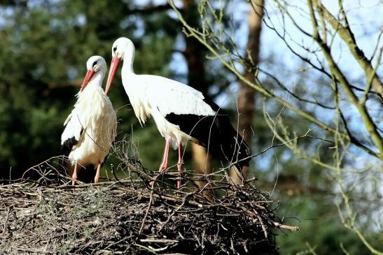 Weißstorch Paar Wildpark Alte Fasanerie Klein Auheim 2018