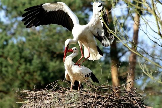 Weißstorch Paarung Wildpark Alte Fasanerie Klein Auheim 2018