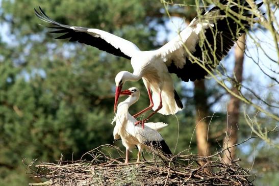 Weißstorch Paarung Wildpark Alte Fasanerie Klein Auheim 2018