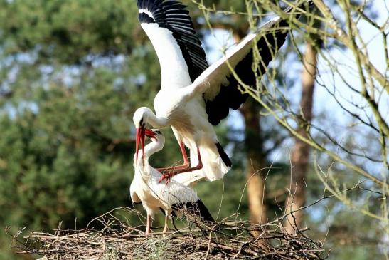 Weißstorch Paarung Wildpark Alte Fasanerie Klein Auheim 2018