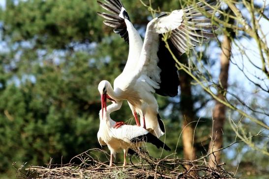 Weißstorch Paarung Wildpark Alte Fasanerie Klein Auheim 2018