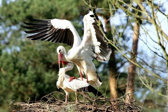 Weißstorch Paarung Wildpark Alte Fasanerie Klein Auheim 2018