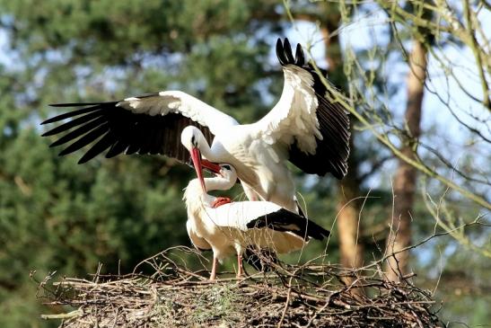 Weißstorch Paarung Wildpark Alte Fasanerie Klein Auheim 2018