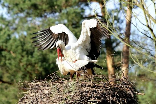 Weißstorch Paarung Wildpark Alte Fasanerie Klein Auheim 2018