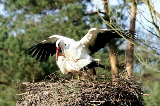 Weißstorch Paarung Wildpark Alte Fasanerie Klein Auheim 2018