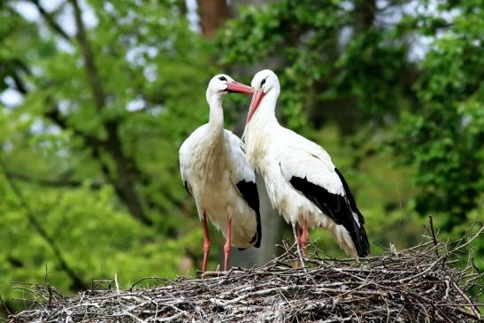 Weißstorch Paar Wildpark Alte Fasanerie Klein Auheim 2018