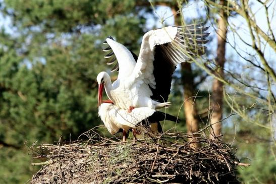 Weißstorch Paarung Wildpark Alte Fasanerie Klein Auheim 2018