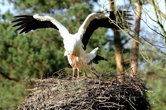 Weißstorch Paarung Wildpark Alte Fasanerie Klein Auheim 2018