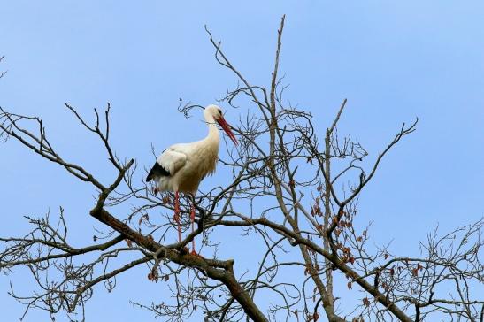 Weißstorch Wildpark Alte Fasanerie Klein Auheim 2018