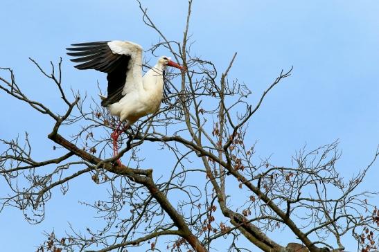 Weißstorch Wildpark Alte Fasanerie Klein Auheim 2018