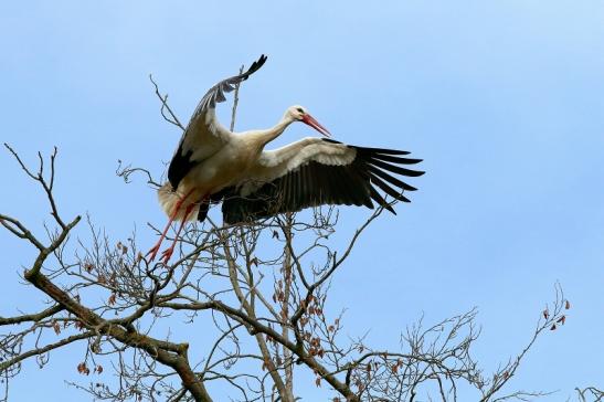 Weißstorch Wildpark Alte Fasanerie Klein Auheim 2018