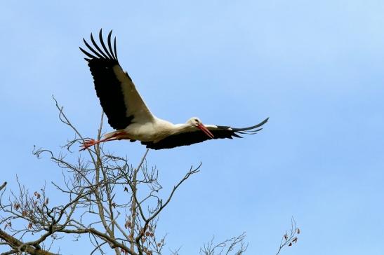 Weißstorch Wildpark Alte Fasanerie Klein Auheim 2018