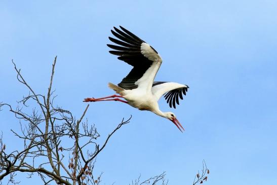 Weißstorch Wildpark Alte Fasanerie Klein Auheim 2018