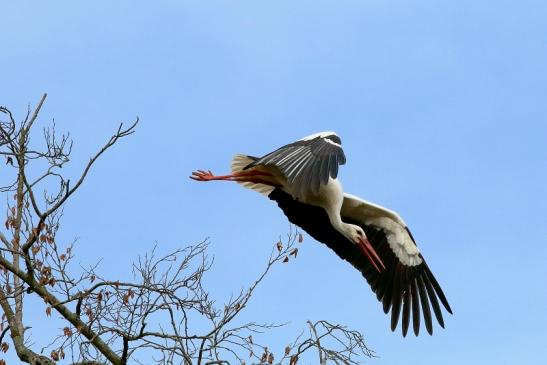 Weißstorch Wildpark Alte Fasanerie Klein Auheim 2018