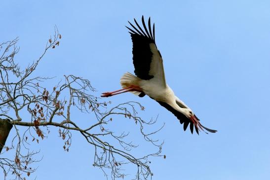 Weißstorch Wildpark Alte Fasanerie Klein Auheim 2018