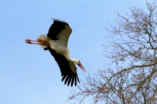 Weißstorch Wildpark Alte Fasanerie Klein Auheim 2018