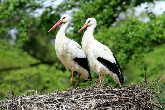 Weißstorch Paar Wildpark Alte Fasanerie Klein Auheim 2018