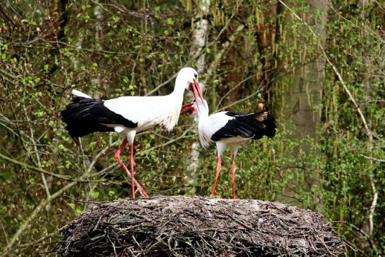 Weißstorch Paarung Wildpark Alte Fasanerie Klein Auheim 2018