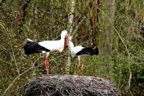 Weißstorch Paarung Wildpark Alte Fasanerie Klein Auheim 2018