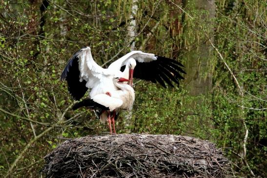 Weißstorch Paarung Wildpark Alte Fasanerie Klein Auheim 2018