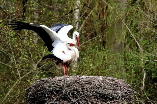 Weißstorch Paarung Wildpark Alte Fasanerie Klein Auheim 2018