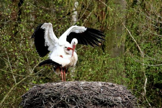 Weißstorch Paarung Wildpark Alte Fasanerie Klein Auheim 2018