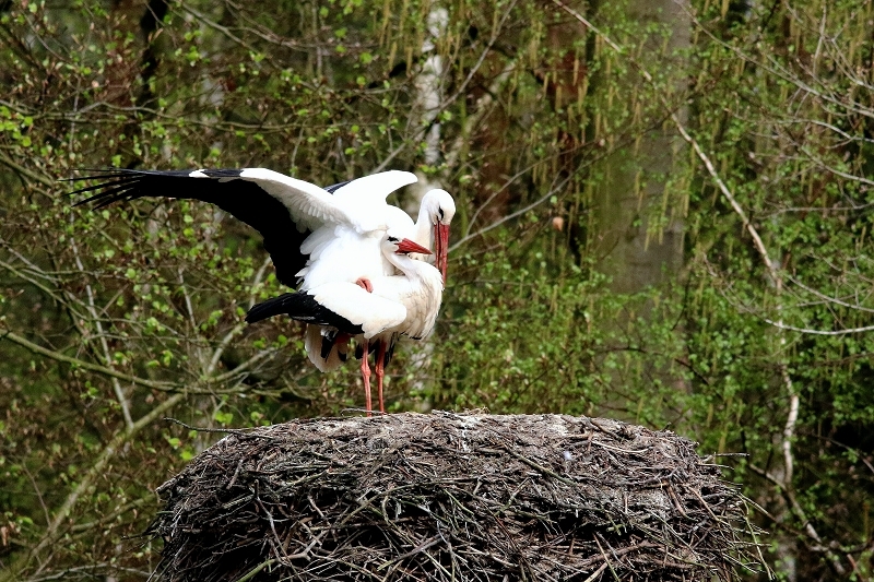 Weißstorch Paarung Wildpark Alte Fasanerie Klein Auheim 2018